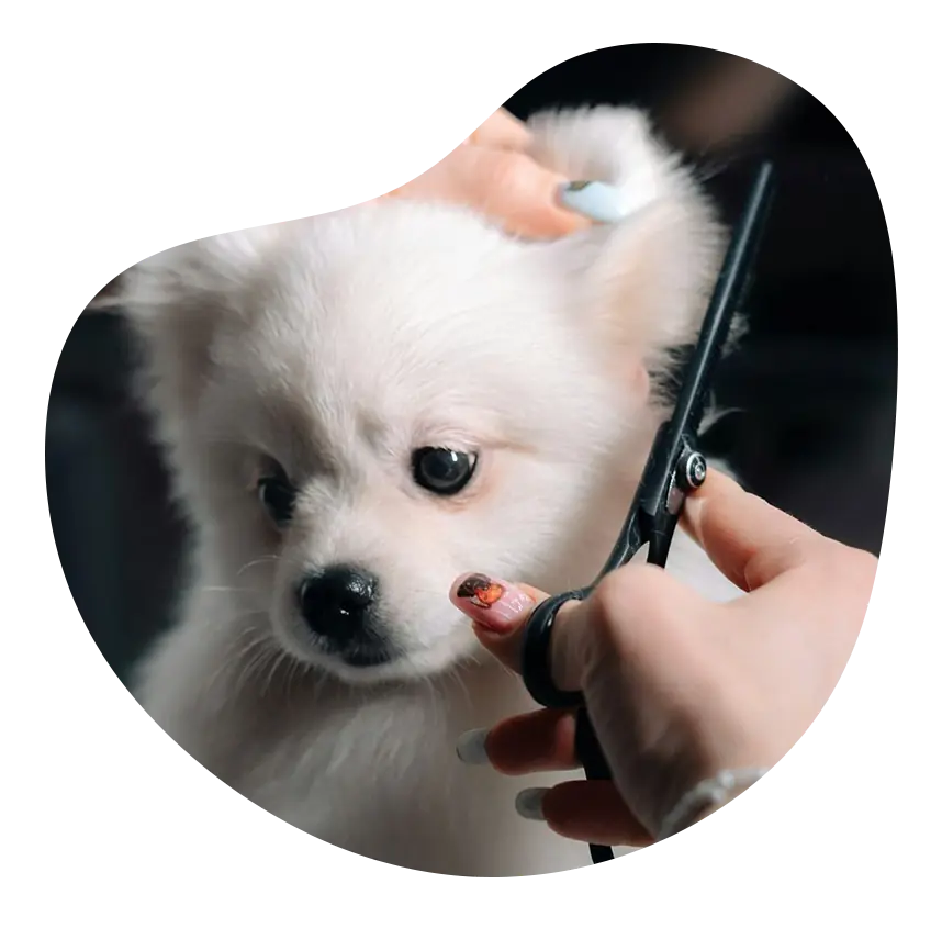 Puppy Intro Groom