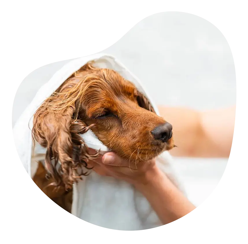 Pet Grooming