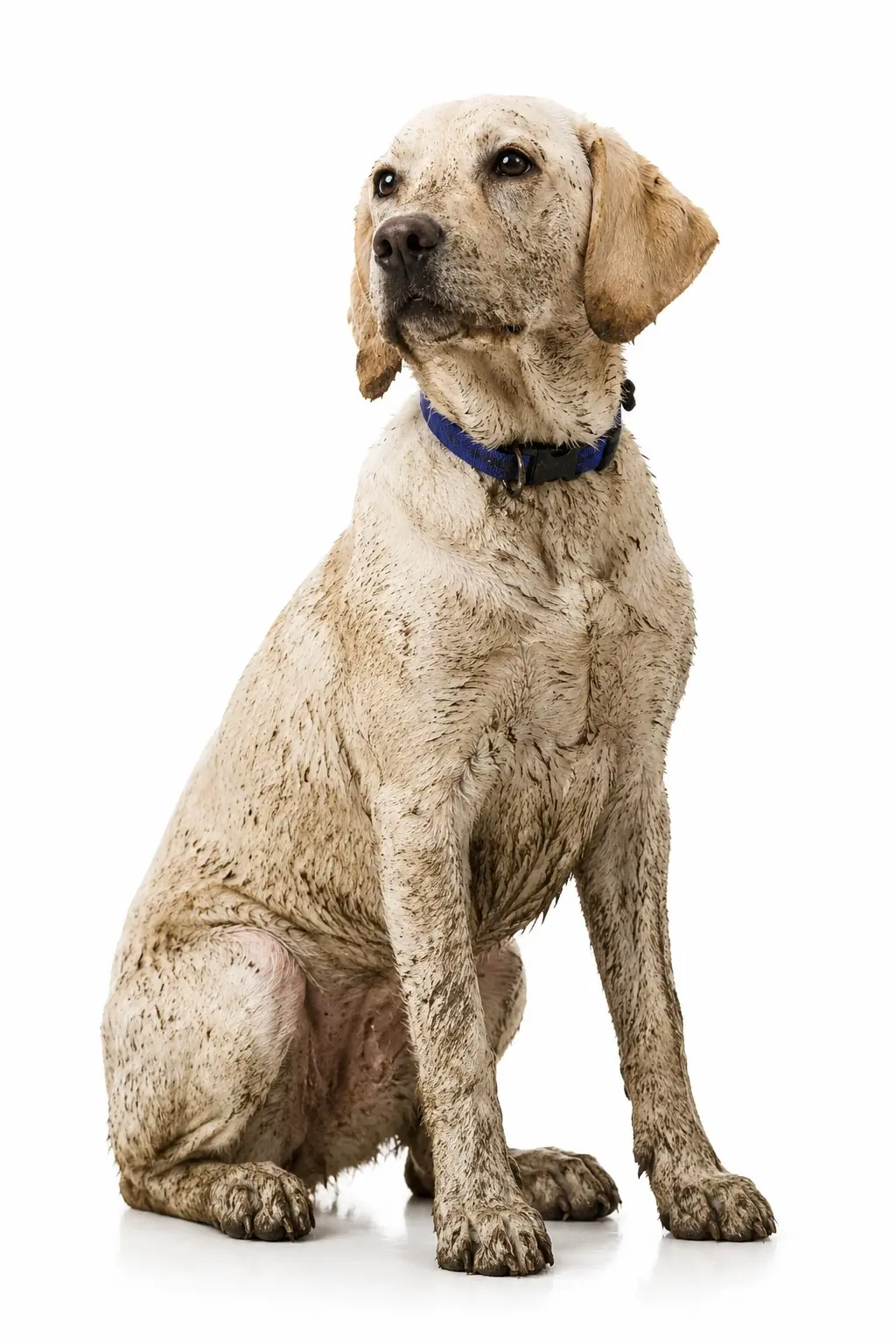 Before pet makeover